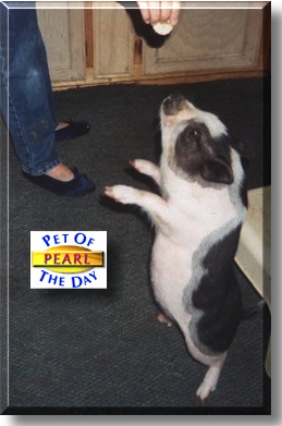 Pearl, the Pet of the Day