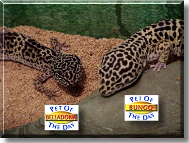 Belladona, Bungo, the Pets of the Day