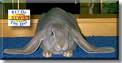 Dewie, the Pet of the Day