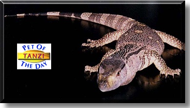Tanzi, the Pet of the Day