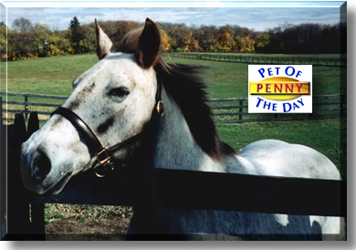 Penny, the Pet of the Day