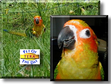 Tera, the Pet of the Day