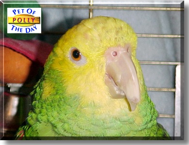 Polly, the Pet of the Day
