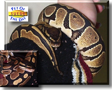 Suede, the Pet of the Day