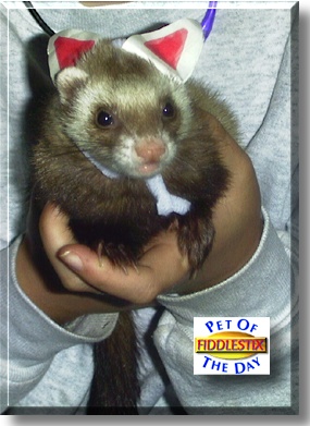 Fiddlestix, the Pet of the Day