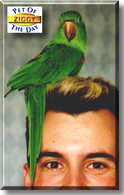 Ziggy, the Pet of the Day
