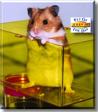 Jerry Jr., the Pet of the Day