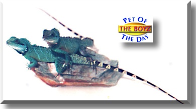 The Boyz, the Pet of the Day