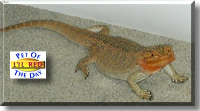 L'il Red, the Pet of the Day
