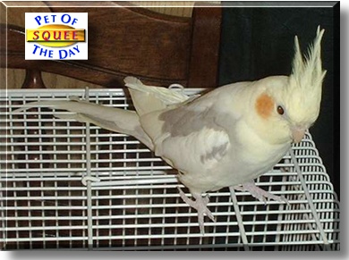 Squee, the Pet of the Day