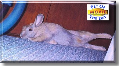 Moxie, the Pet of the Day