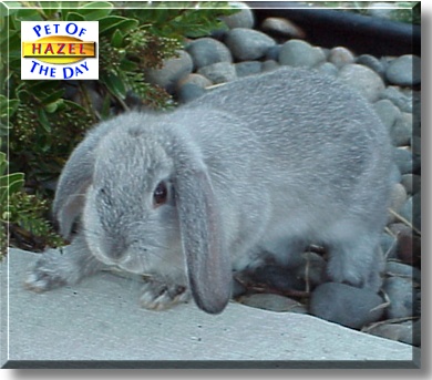 Hazel, the Pet of the Day