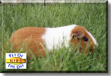 Nibs, the Pet of the Day
