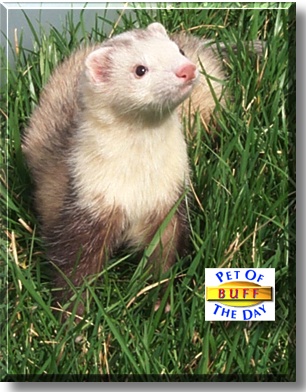 Buff, the Pet of the Day