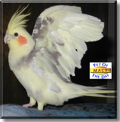 Macy, the Pet of the Day
