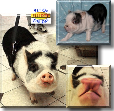 Elliott, the Pet of the Day