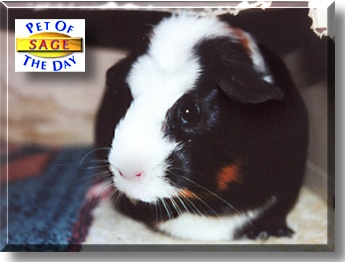 Sage, the Pet of the Day