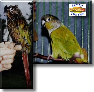 Pistachio, the Pet of the Day