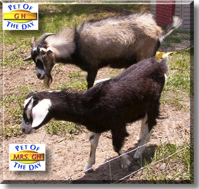 GH and Mrs. GH, the Pets of the Day