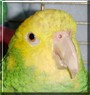 Polly