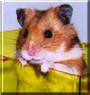 Jerry Jr.