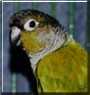 Pistachio