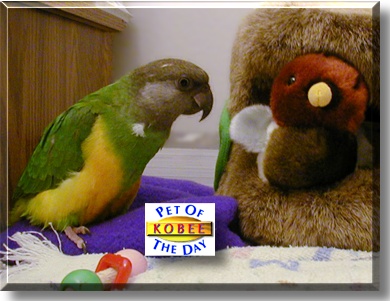 Kobee, the Pet of the Day