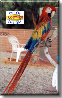 Rosy-O, the Pet of the Day