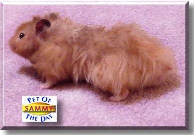 Sammy, the Pet of the Day