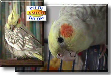Amigo, the Pet of the Day