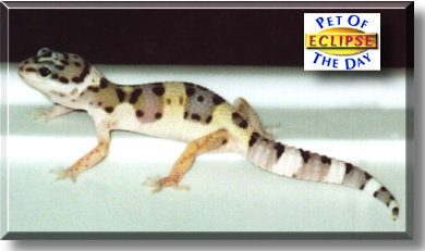 Eclipse, the Pet of the Day