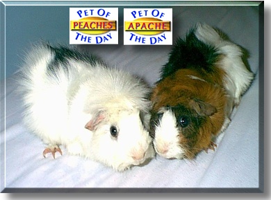 Peaches and Apache, the Pet of the Day