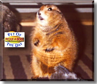 Pique-A-Boo, the Pet of the Day