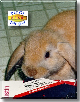 Bear, the Pet of the Day