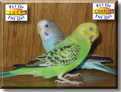 Charlie and Lucy, the Pet of the Day