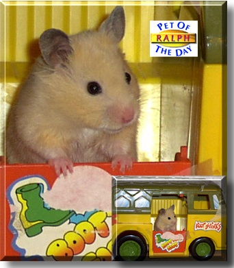 Ralph, the Pet of the Day