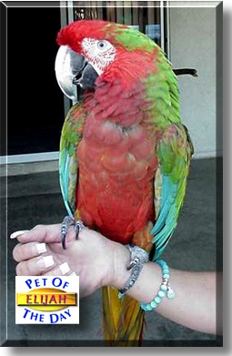 Elijah, the Pet of the Day