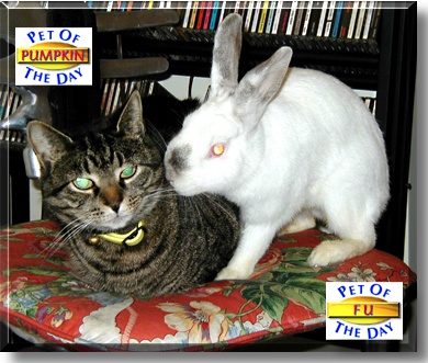 Fu, Pumpkin, the Pet of the Day