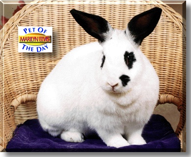 Marilyn Elvis, the Pet of the Day