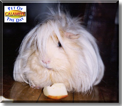 Calamity Jane, the Pet of the Day