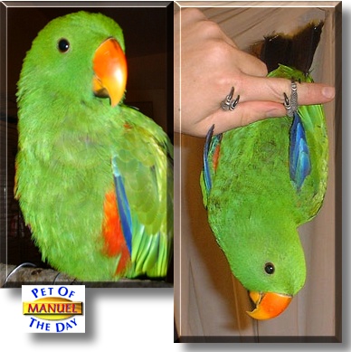 Manuel, the Pet of the Day