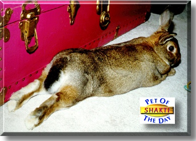 Shakti, the Pet of the Day