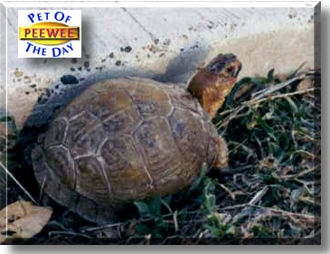 PeeWee, the Pet of the Day