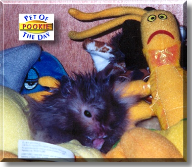 Pookie, the Pet of the Day