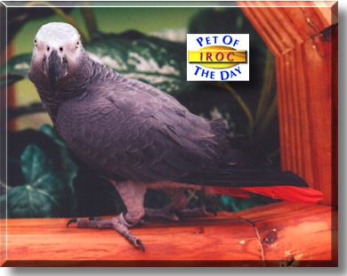 Iroc, the Pet of the Day