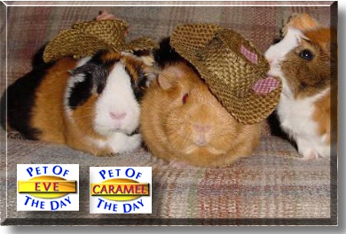 Eve, Caramel, the Pet of the Day