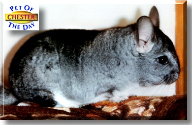 Chester Lee, the Pet of the Day
