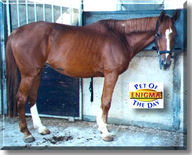 Enigma-Dinosaur, the Pet of the Day