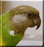 Kobee