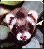 Moquita